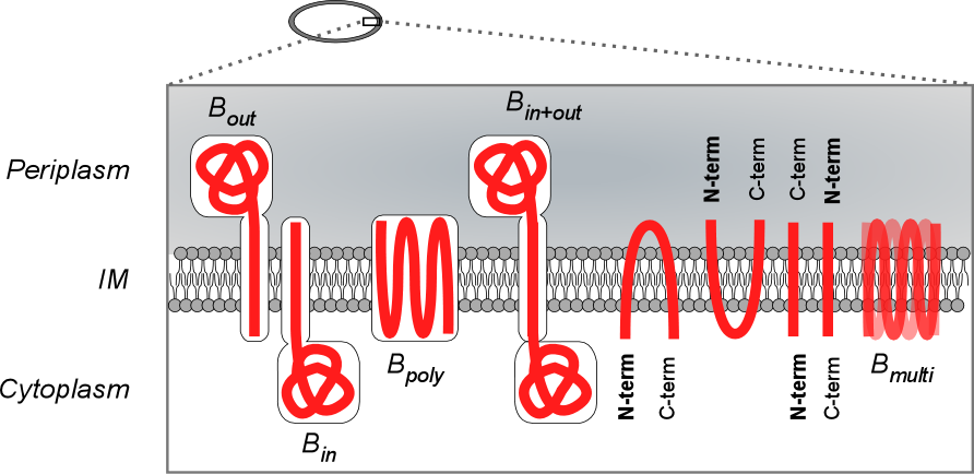 Bacterial cell cartoon of inner membrane topology