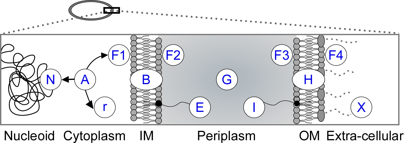 pbp3 ecoli uniprot